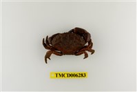 藏品(皺紋團扇蟹)的圖片